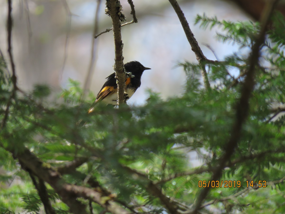 American Redstart - ML156281071