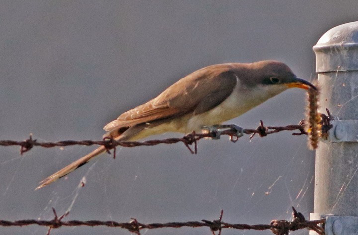 Yellow-billed Cuckoo - Kris Petersen