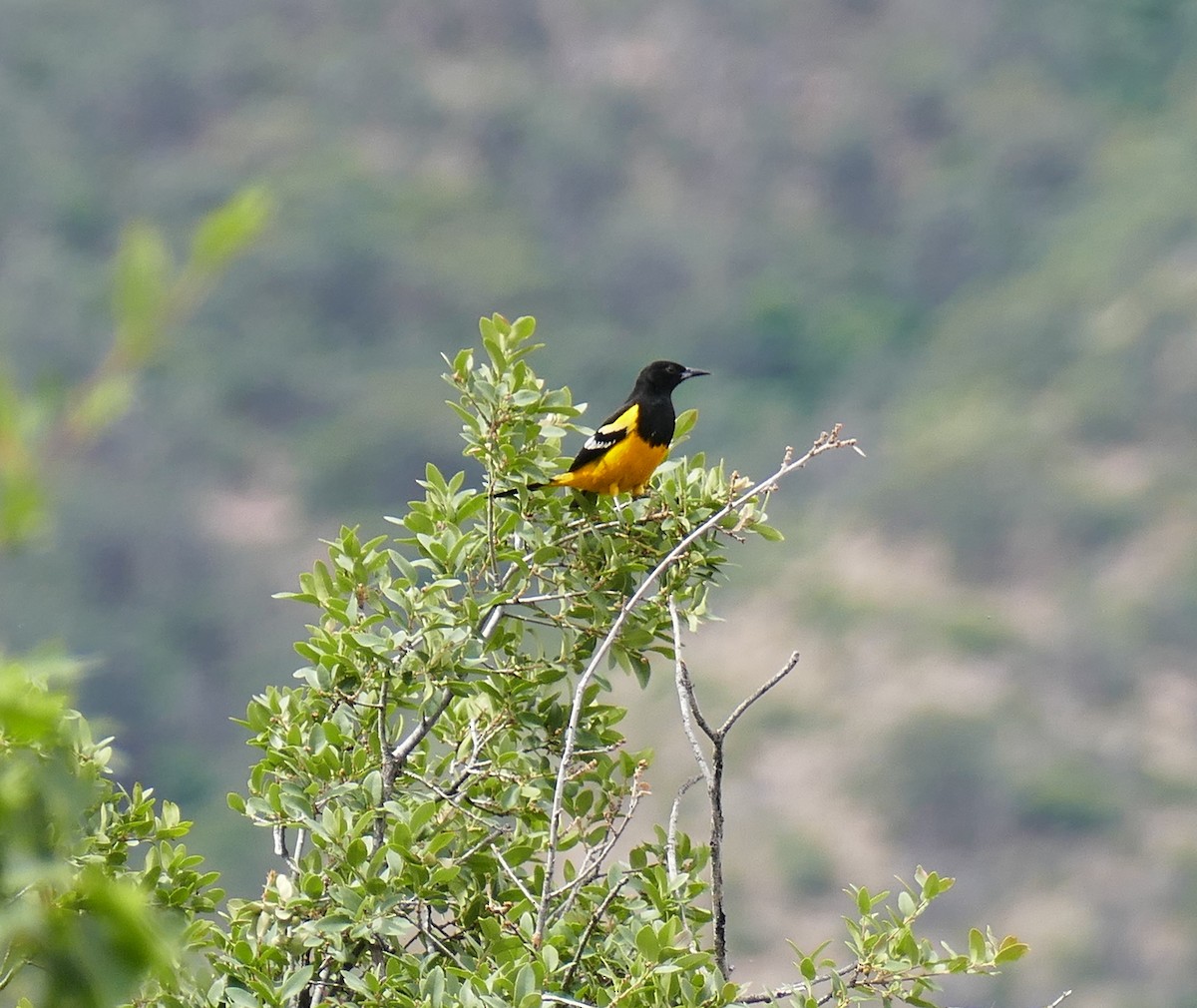 Scott's Oriole - ML156282331