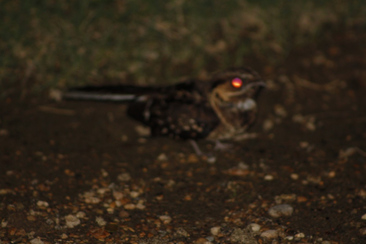 Common Pauraque - ML156283141