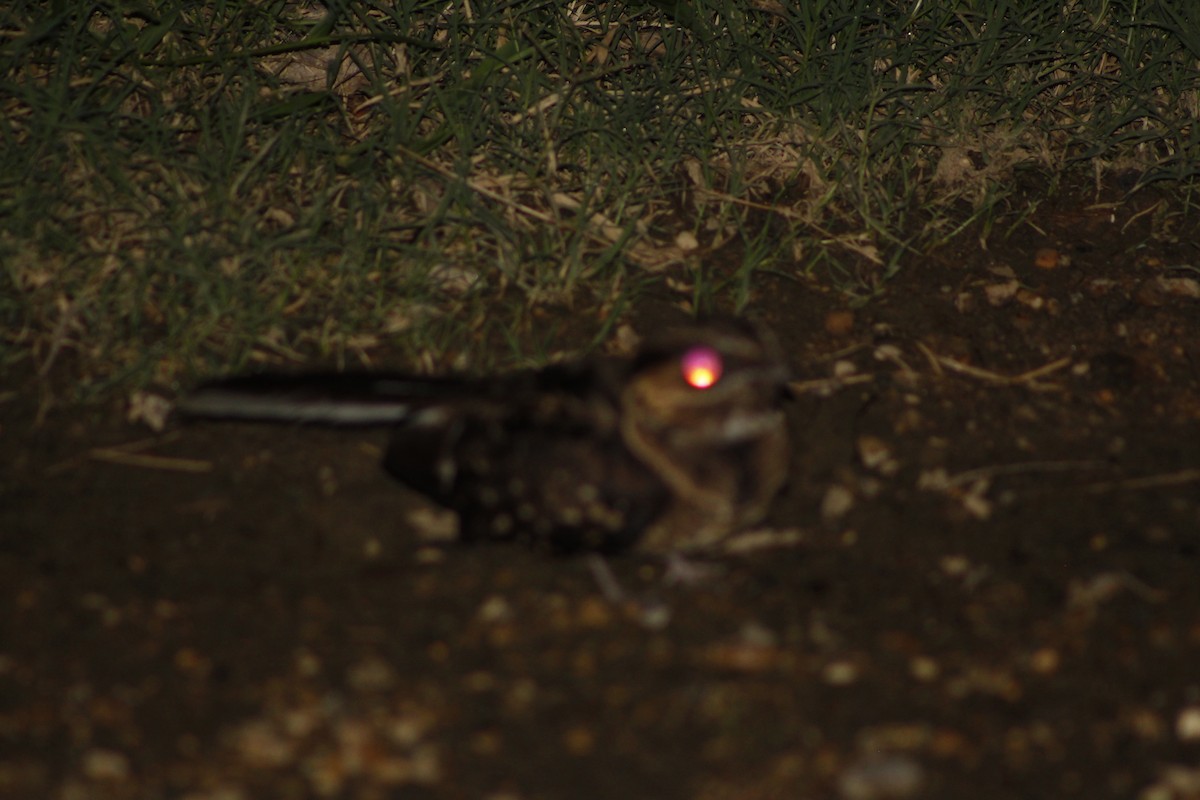 Common Pauraque - ML156283171