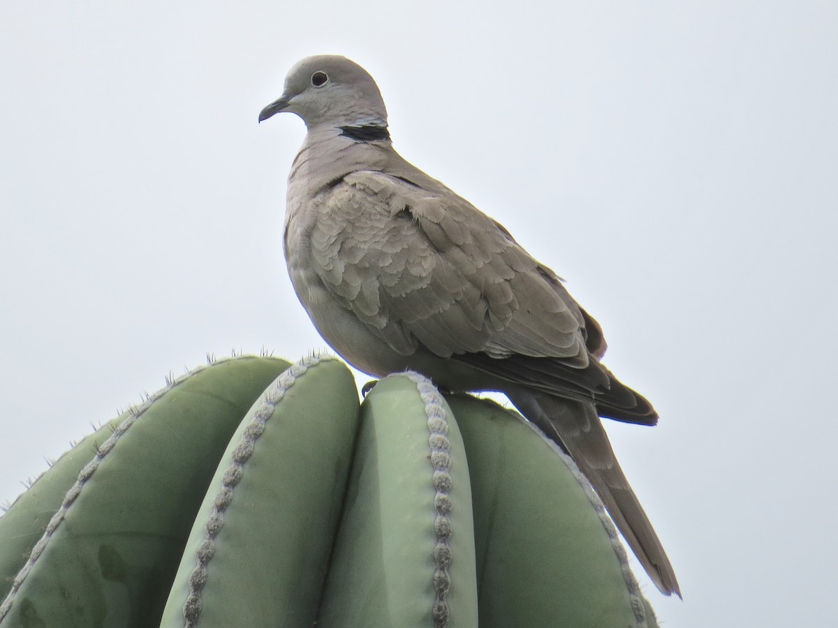 Eurasian Collared-Dove - Kenneth Weaver