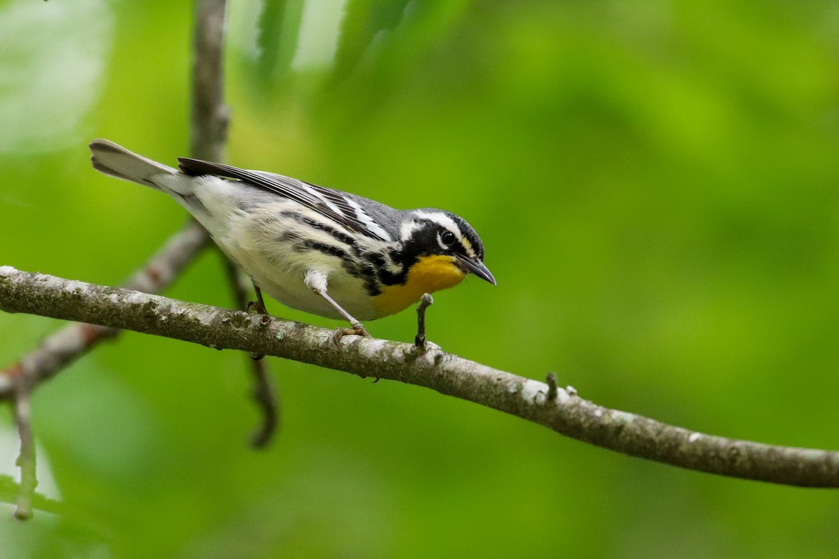 Yellow-throated Warbler - ML156283671