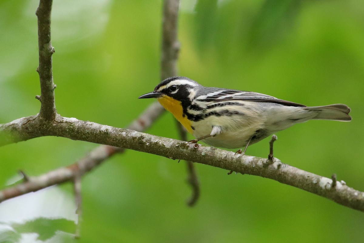 Yellow-throated Warbler - ML156283701