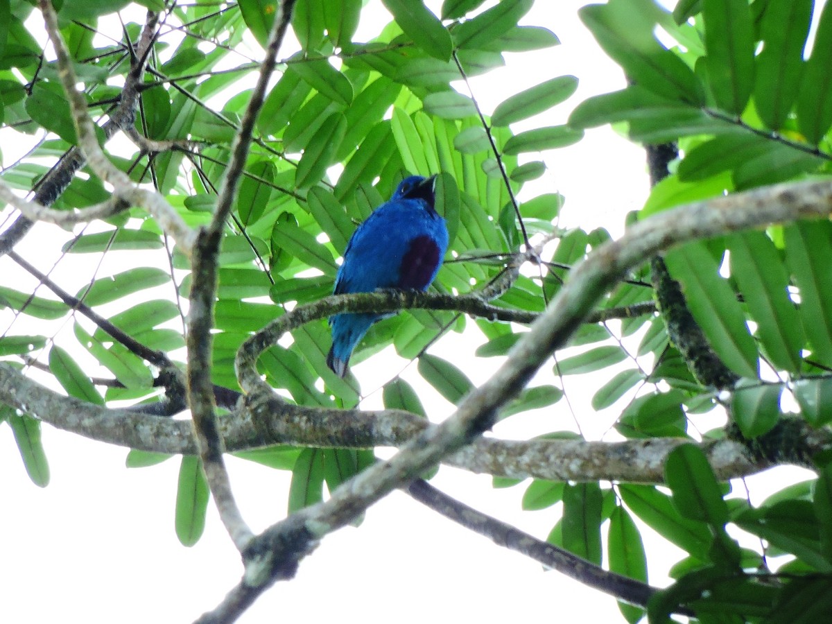 Blue Cotinga - ML156284221