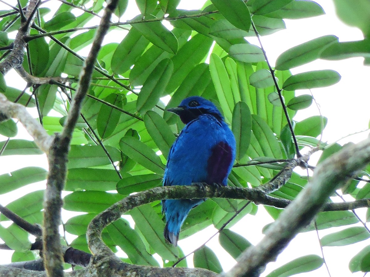 Blue Cotinga - ML156284241