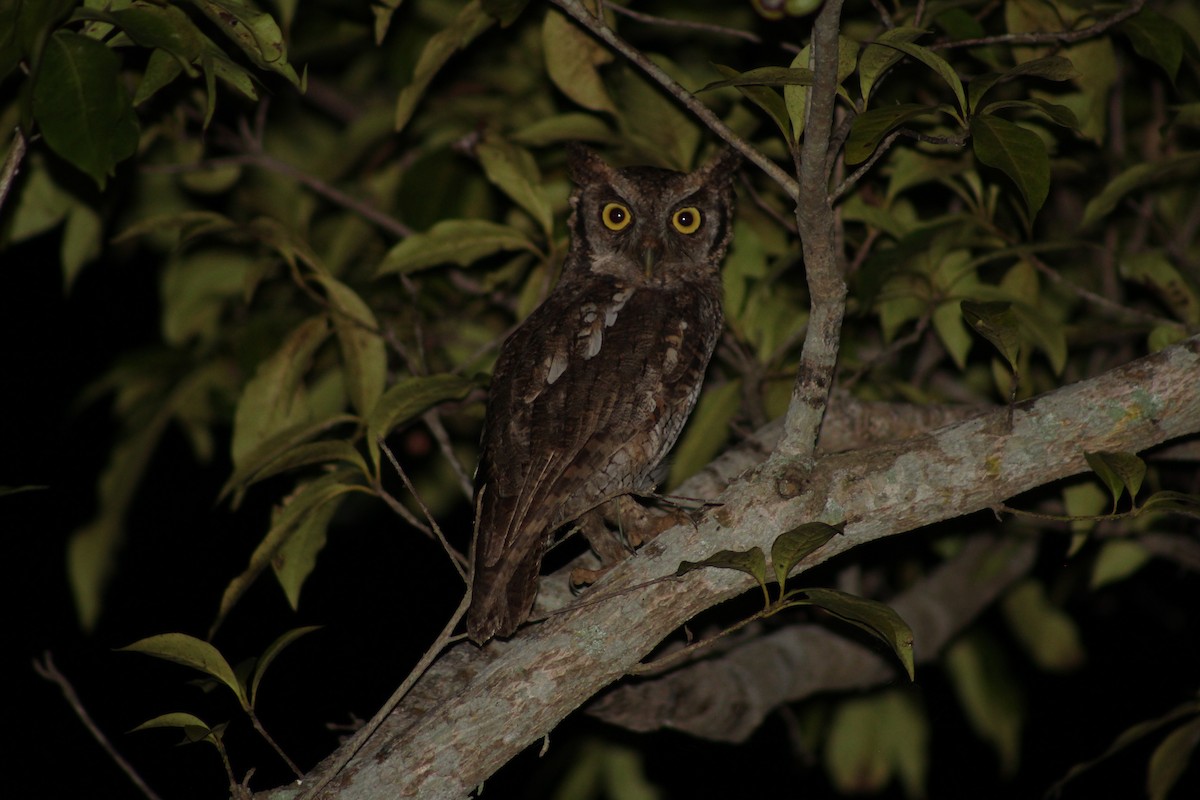 Tropical Screech-Owl - ML156284321