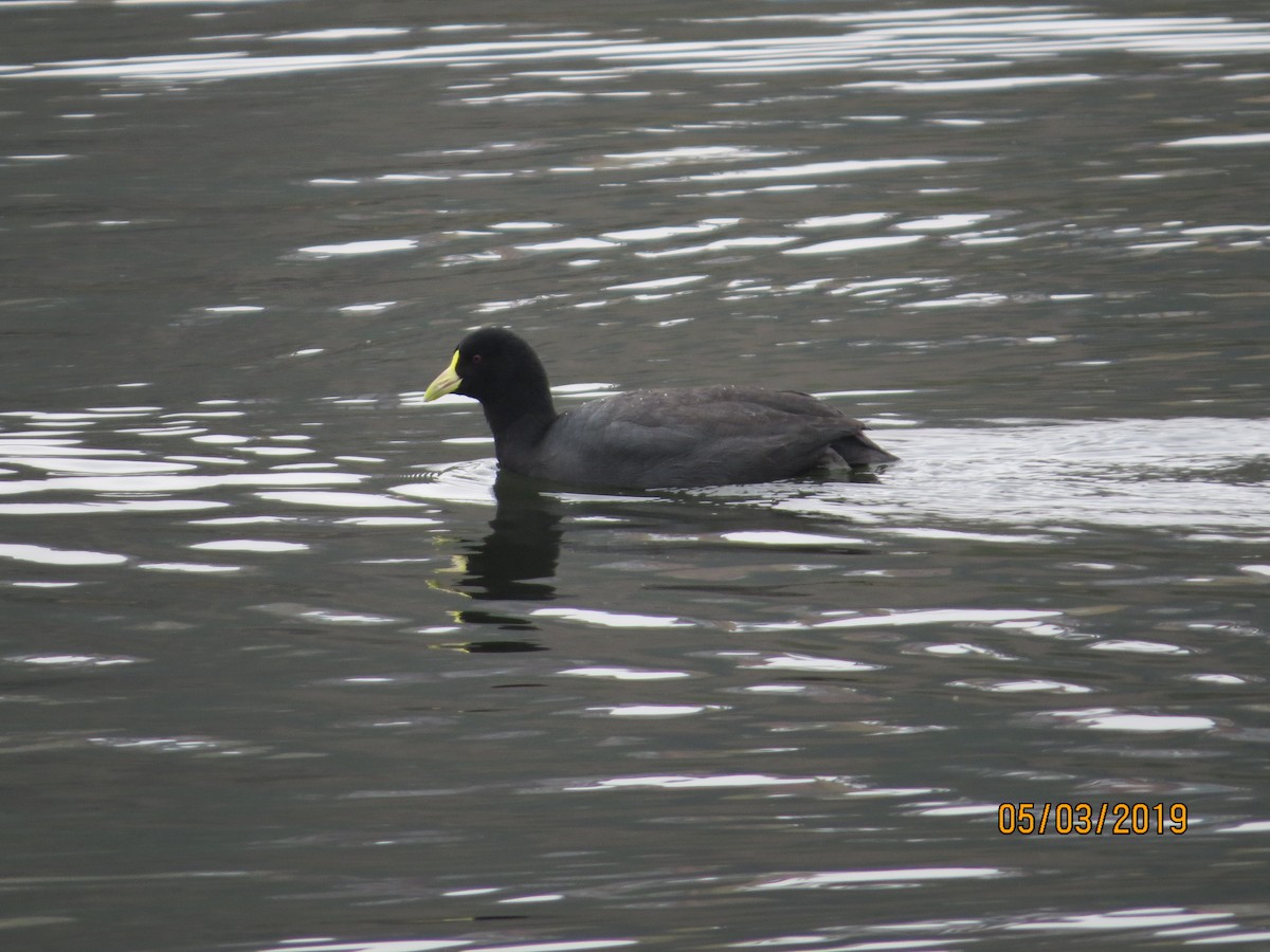 White-winged Coot - Hans Reske