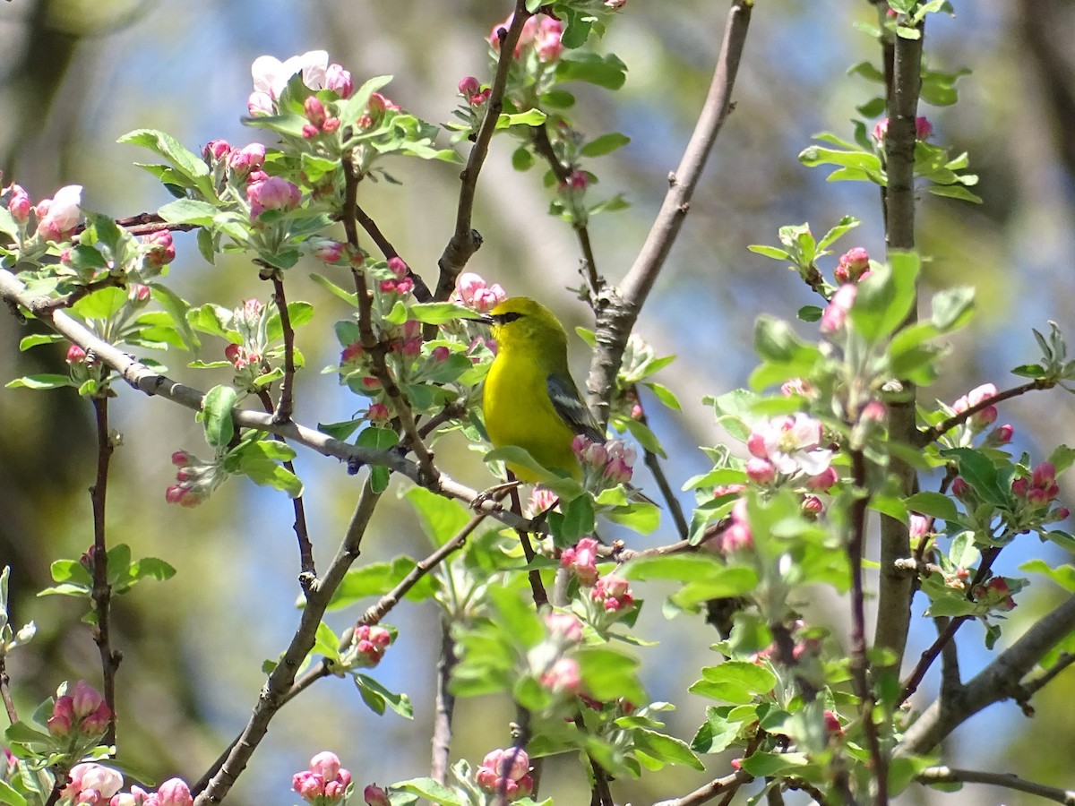 Blue-winged Warbler - Sally Isacco