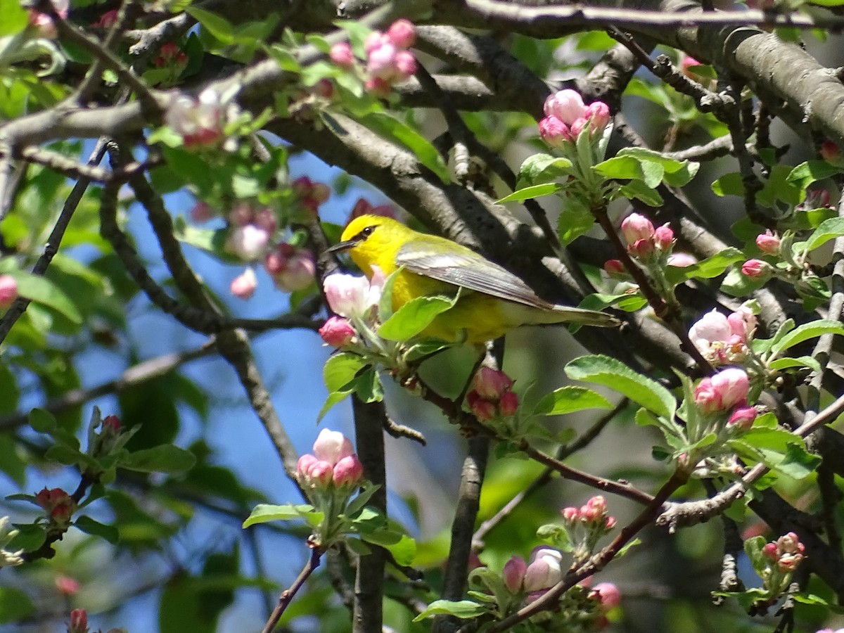 Blauflügel-Waldsänger - ML156287091