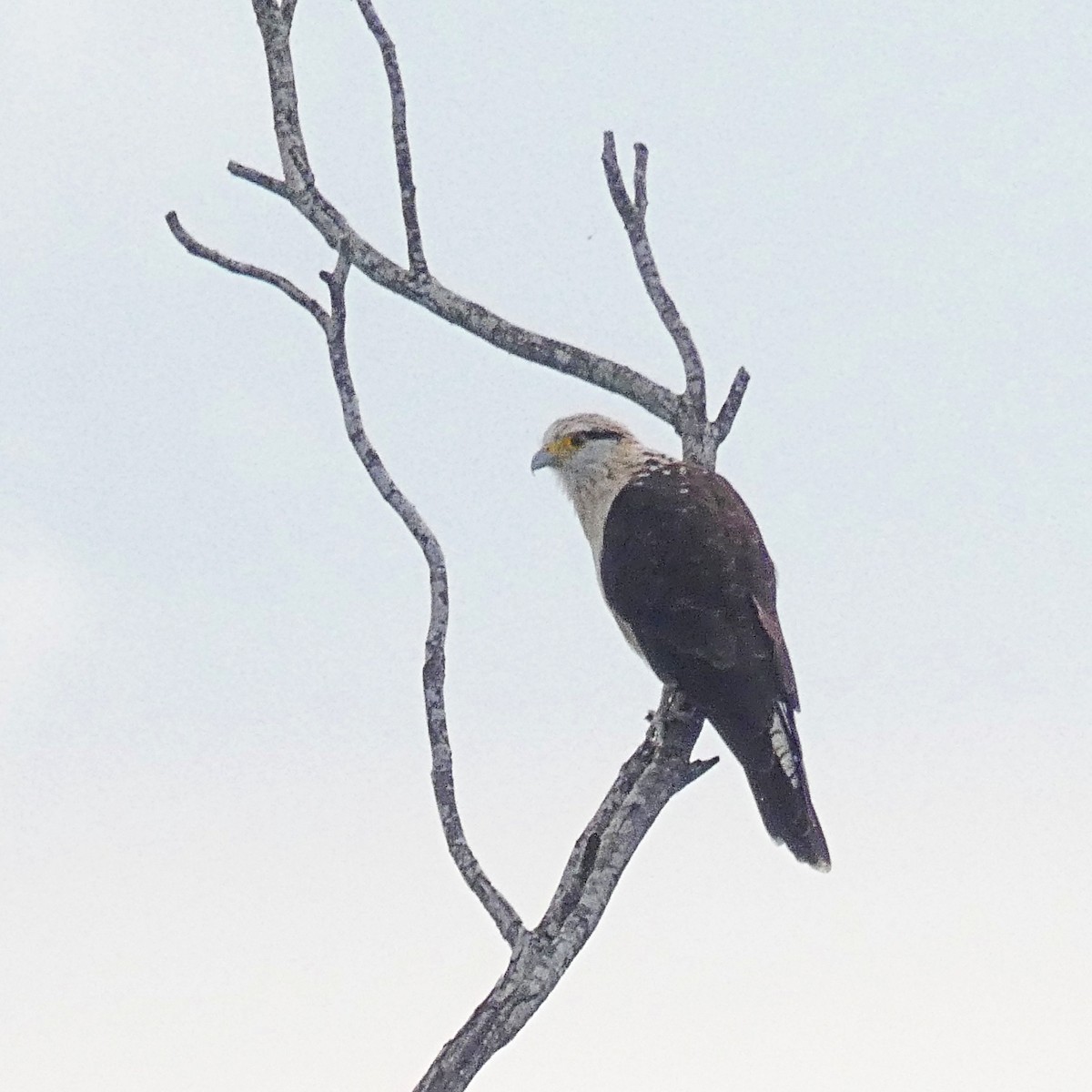 Yellow-headed Caracara - Paulo Krieser