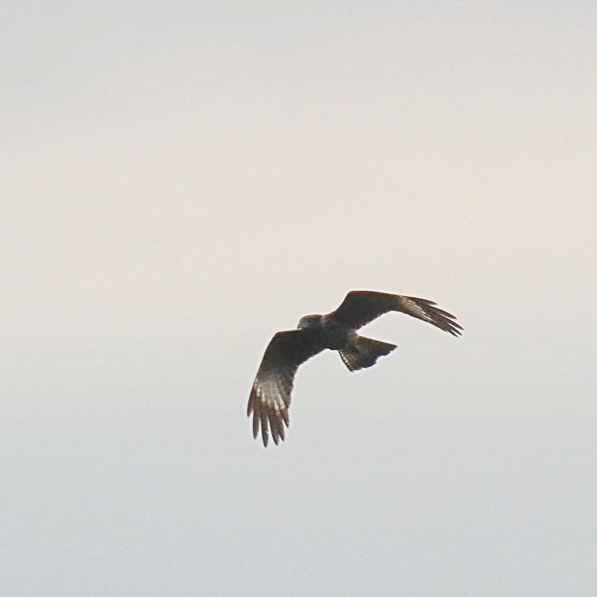 Yellow-headed Caracara - ML156287471