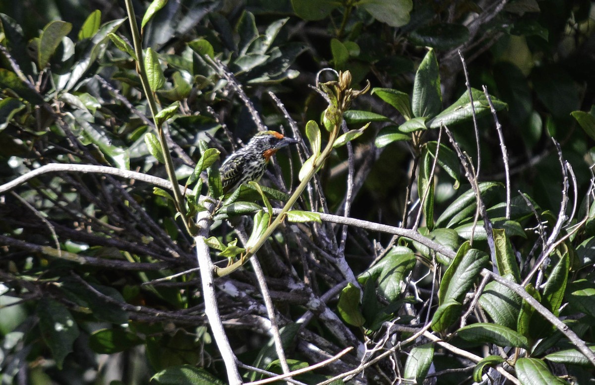 Black-spotted Barbet - ML156287621