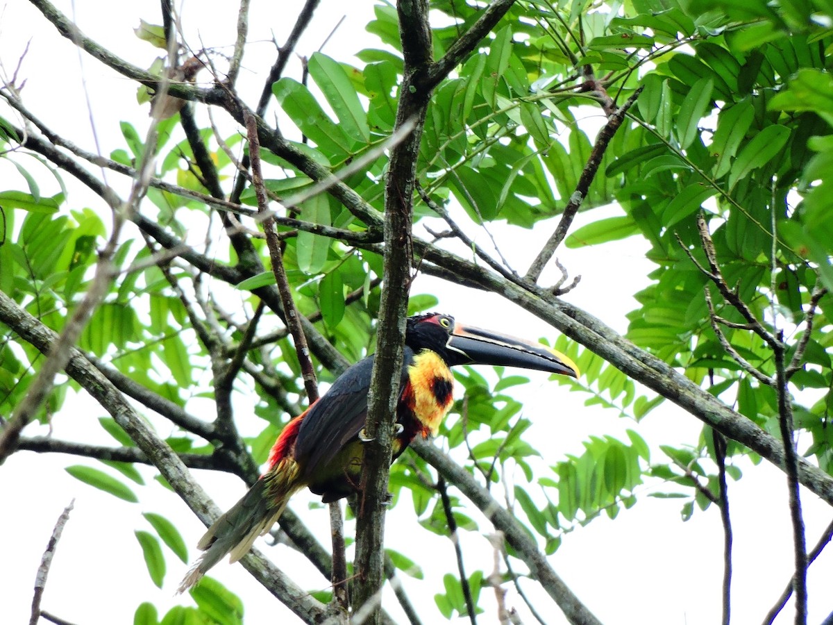 Collared Aracari (Stripe-billed) - ML156288211