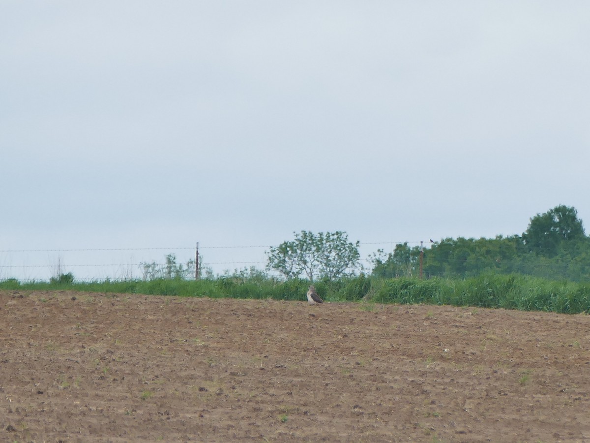 Swainson's Hawk - ML156288681