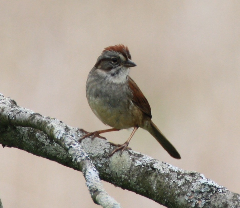 Swamp Sparrow - ML156288961