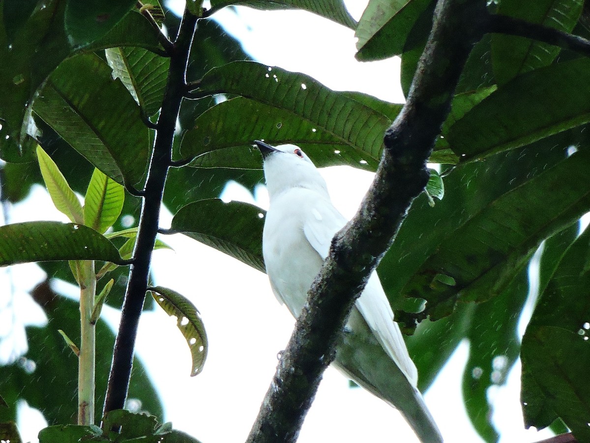 Black-tipped Cotinga - ML156288971