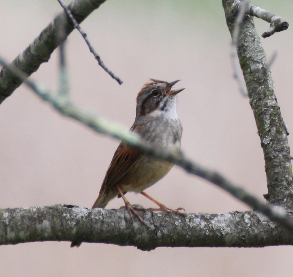 Swamp Sparrow - ML156288981