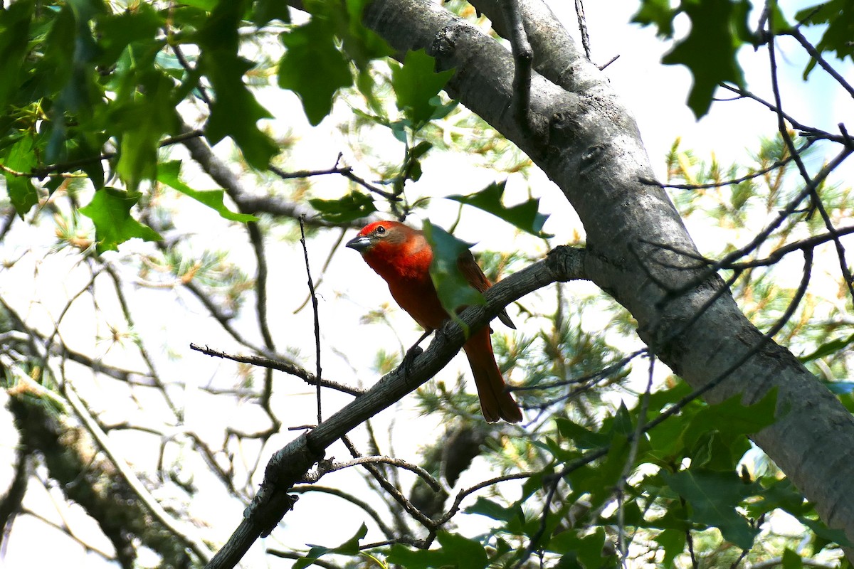 Hepatic Tanager - ML156289371