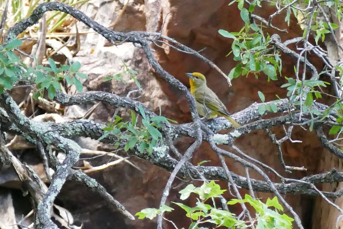 Hepatic Tanager - ML156289701