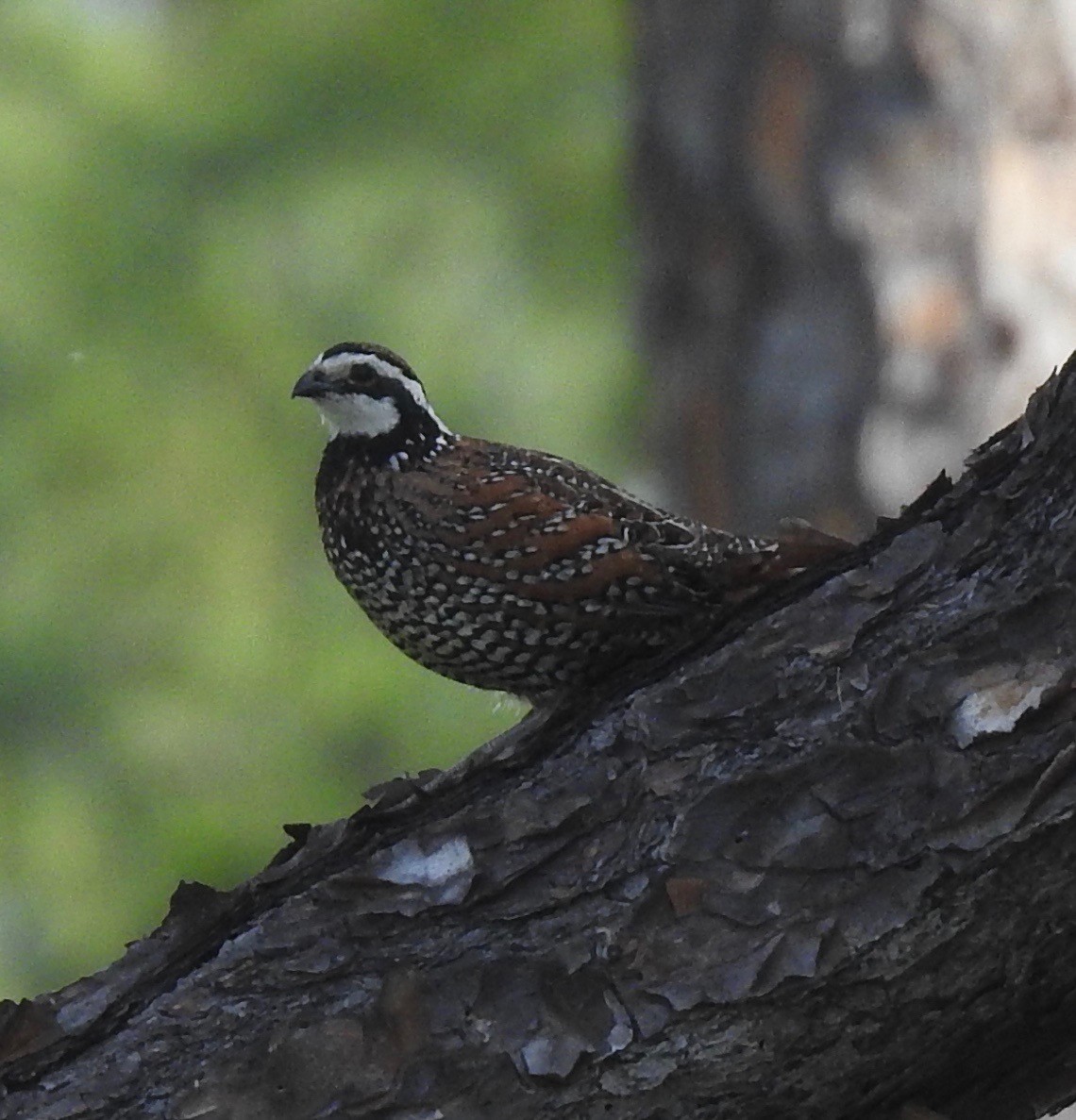 Northern Bobwhite - ML156294121