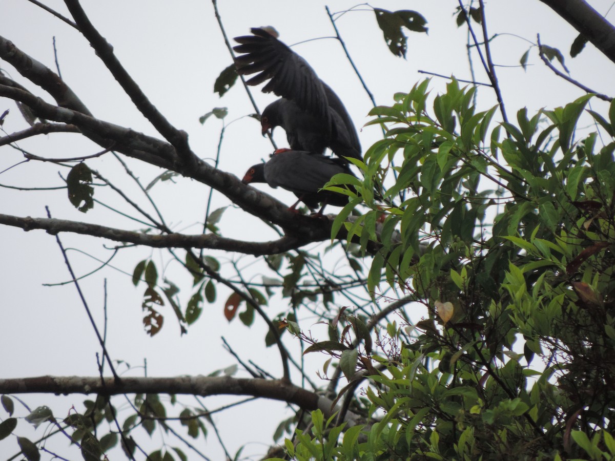 Slate-colored Hawk - Diana Patricia Deaza Curico