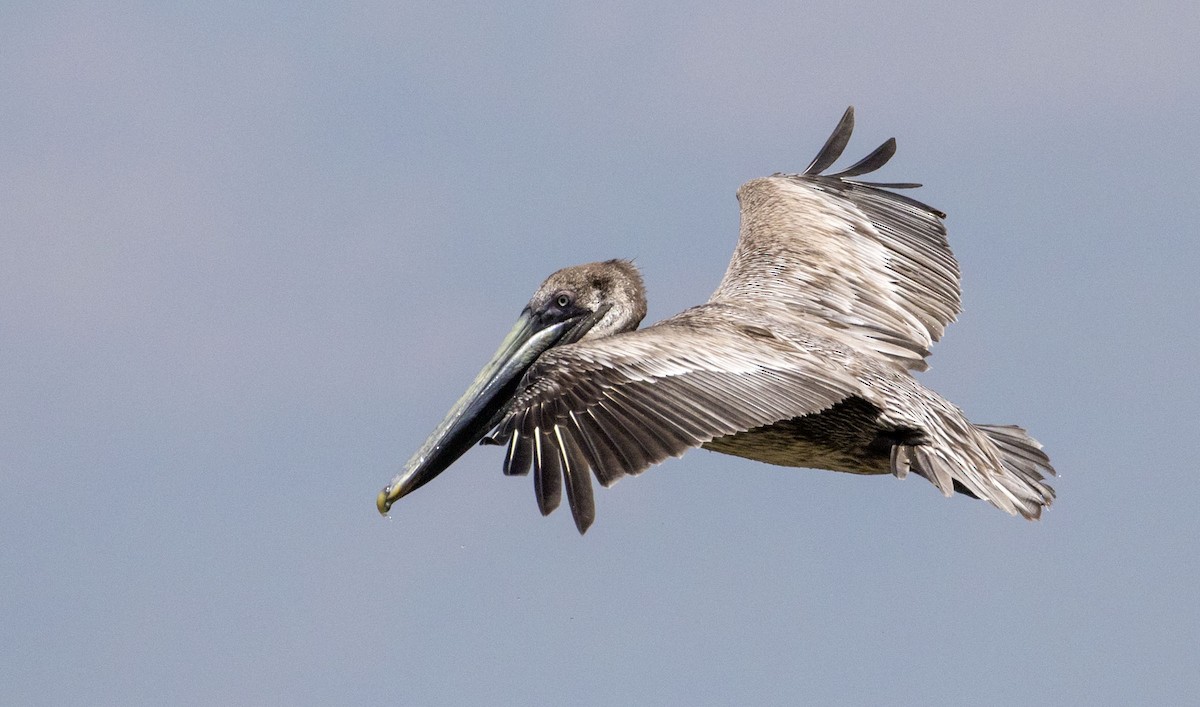 Brown Pelican - ML156299281