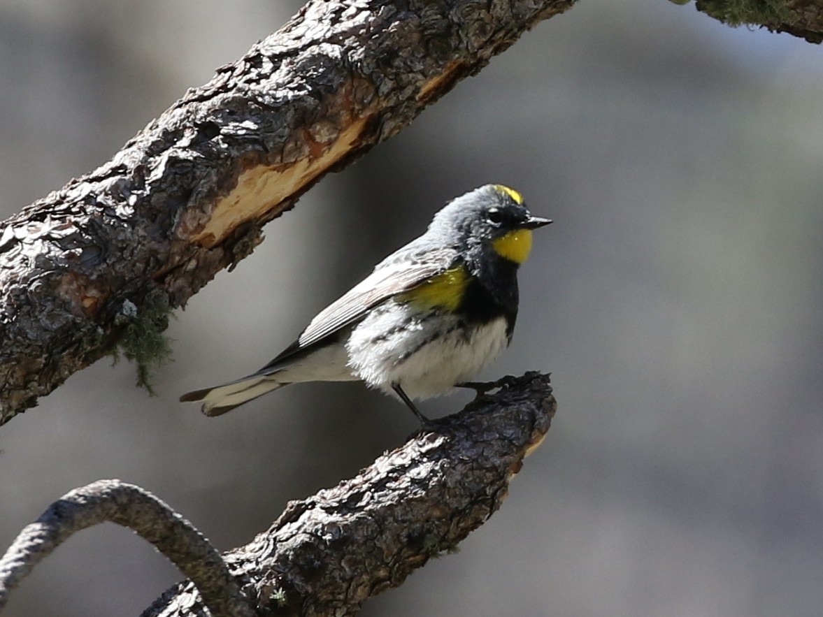 Yellow-rumped Warbler (Audubon's) - ML156299601