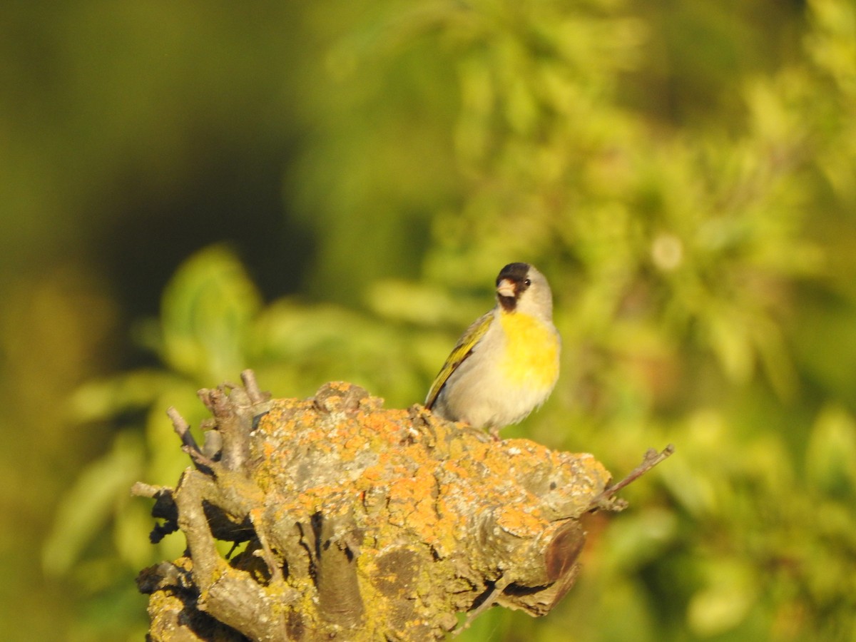 Lawrence's Goldfinch - ML156299791
