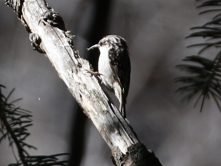 Brown Creeper - ML156300011