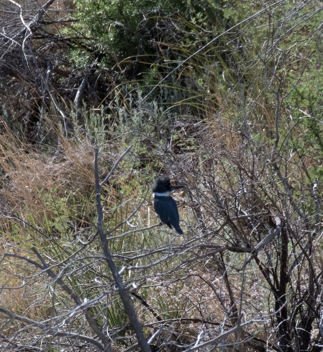 Belted Kingfisher - Thomas Brown