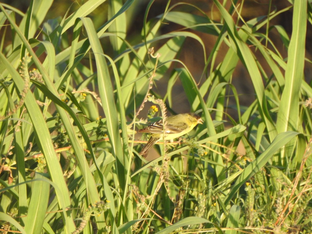 Lesser Goldfinch - ML156300261