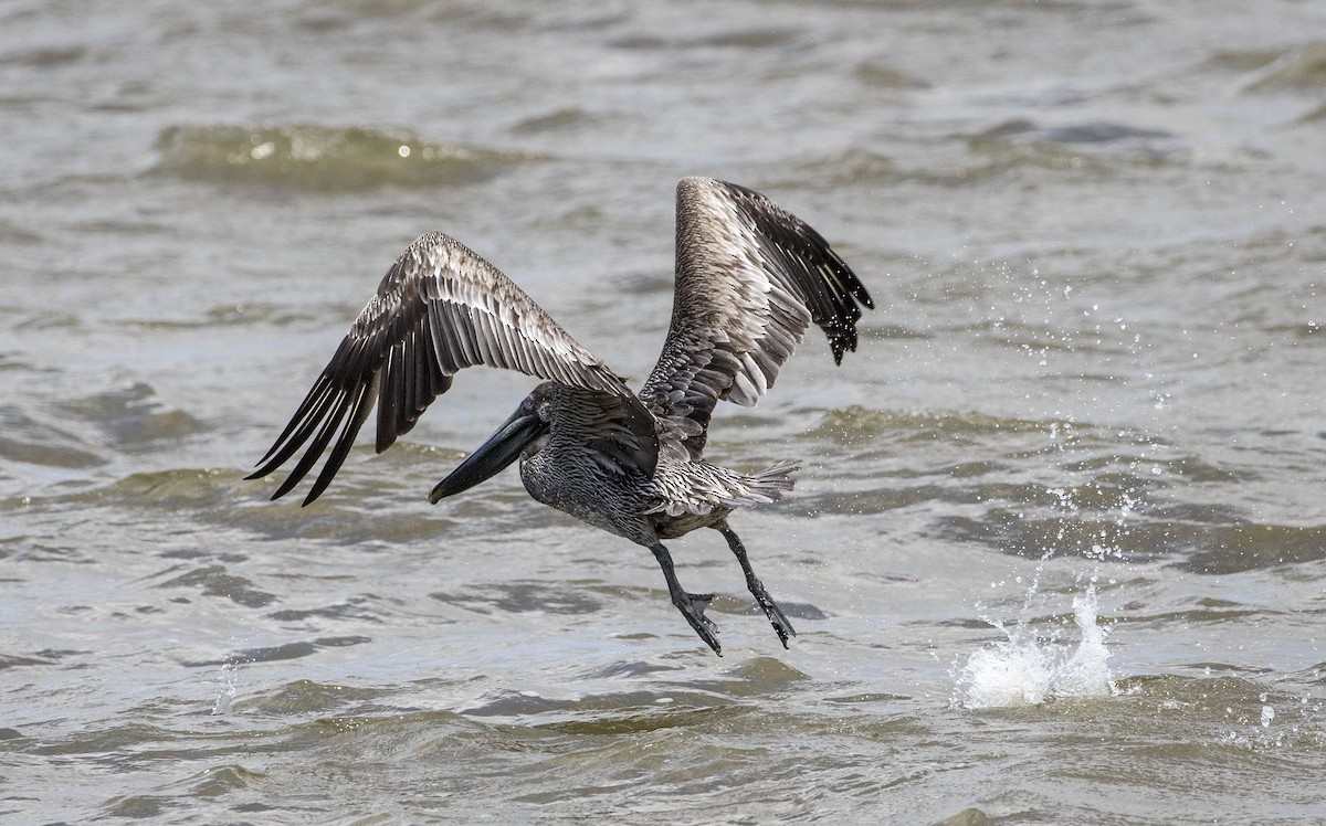 Brown Pelican - ML156300691