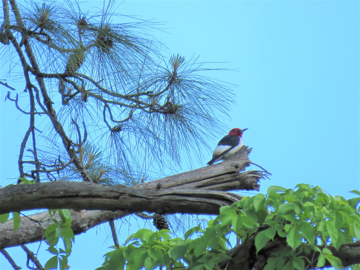 Red-headed Woodpecker - Lena Hayashi