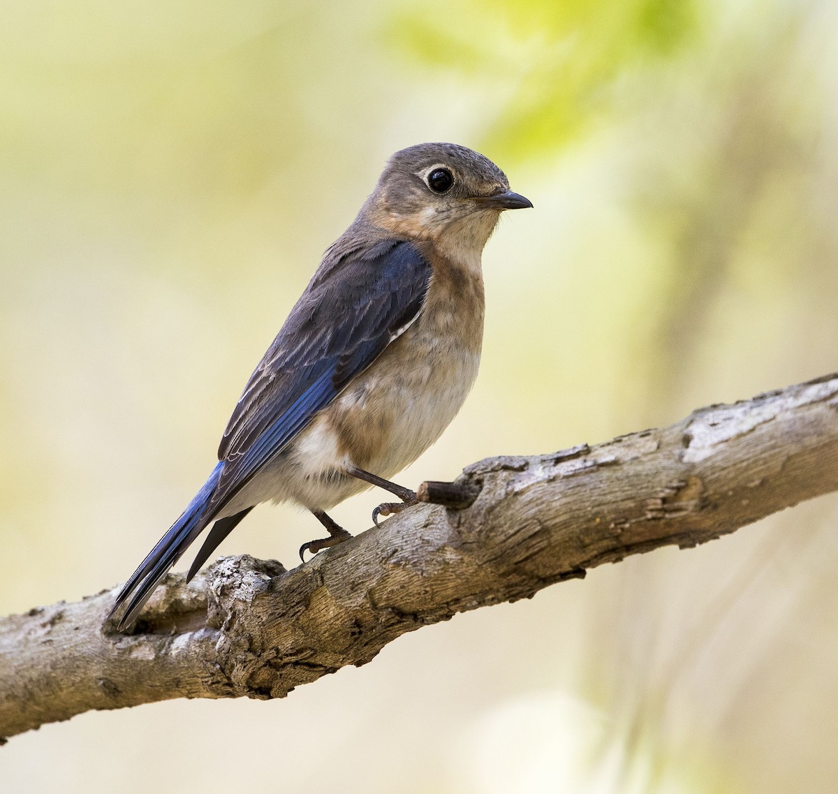 Eastern Bluebird - ML156302071