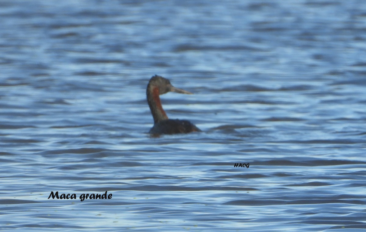 Great Grebe - ML156304661