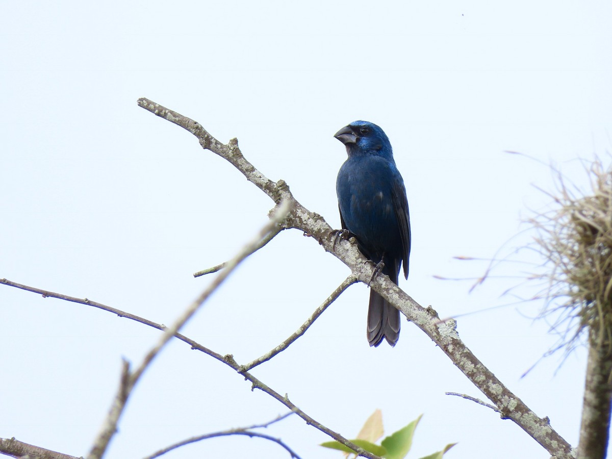 Picogrueso de Brisson - ML156304851