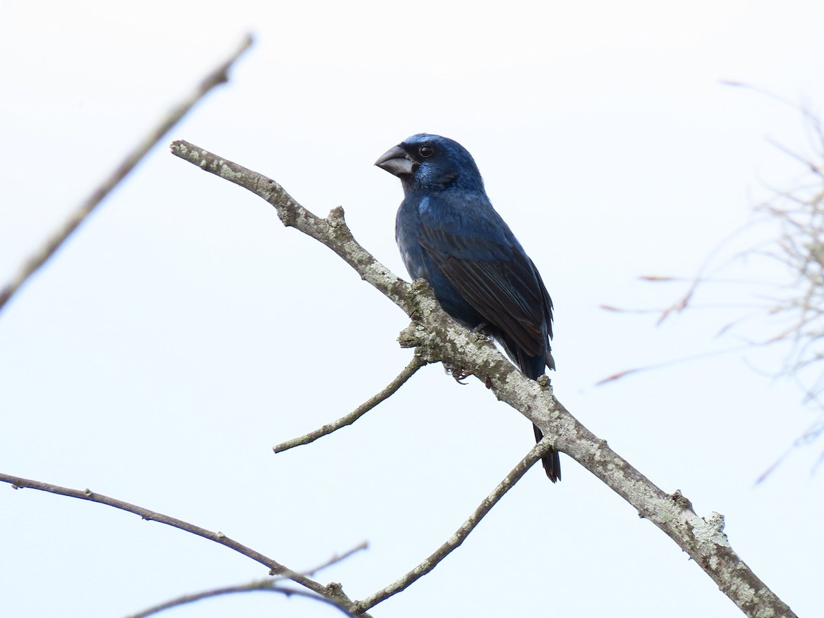 Picogrueso de Brisson - ML156304861