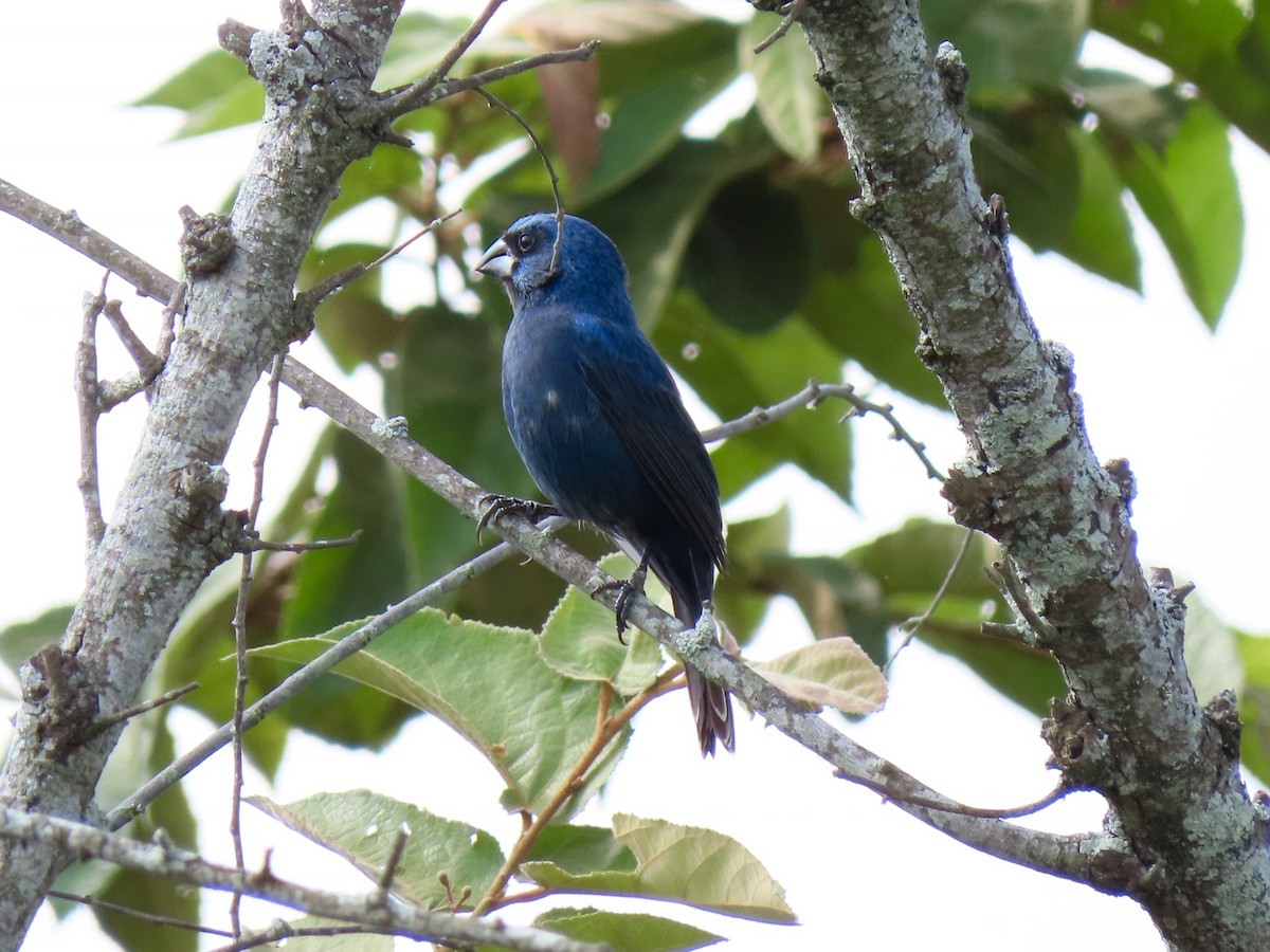 Picogrueso de Brisson - ML156304881