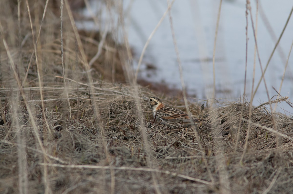 Lapland Longspur - ML156305221