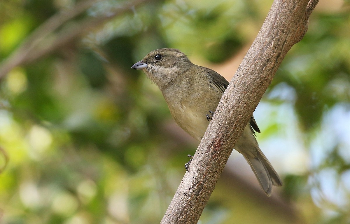 Western Spindalis - Carlos Sanchez