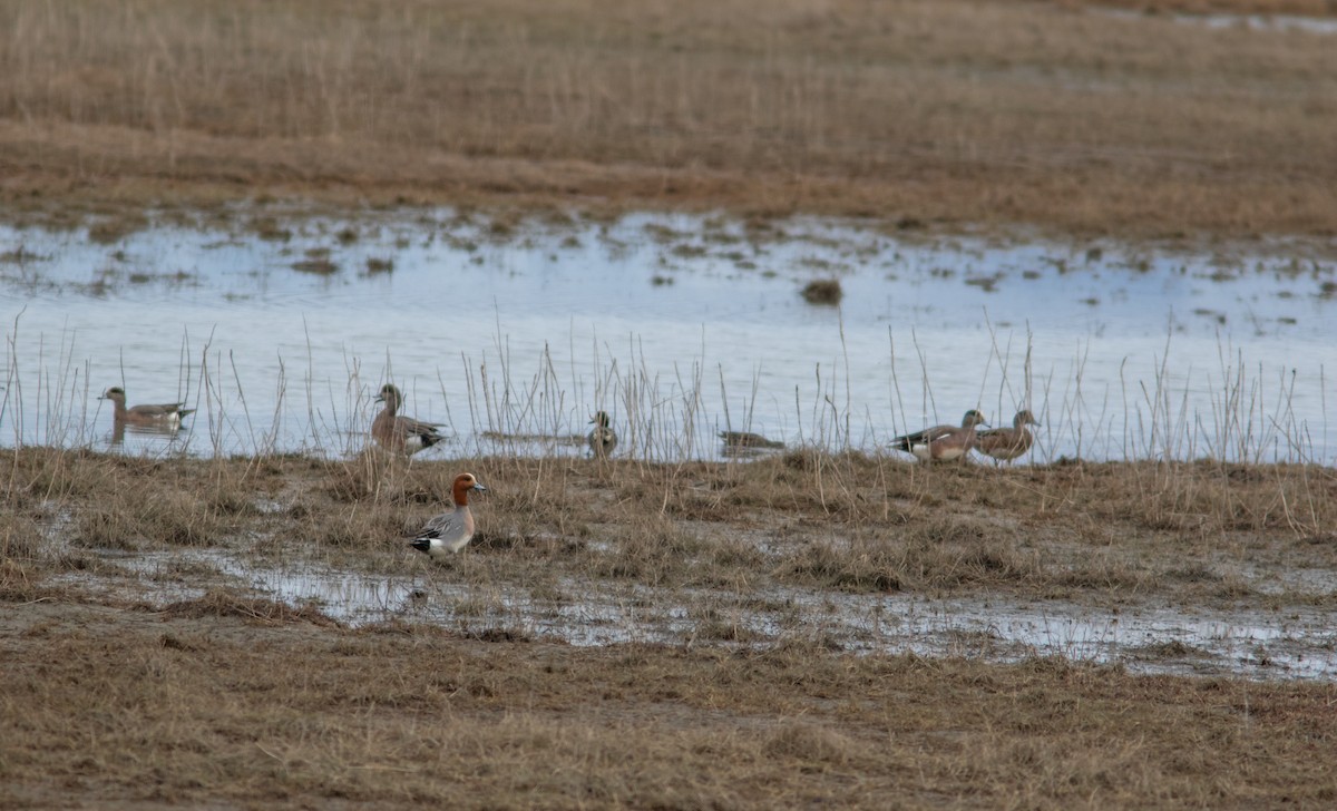 Eurasian Wigeon - ML156305881