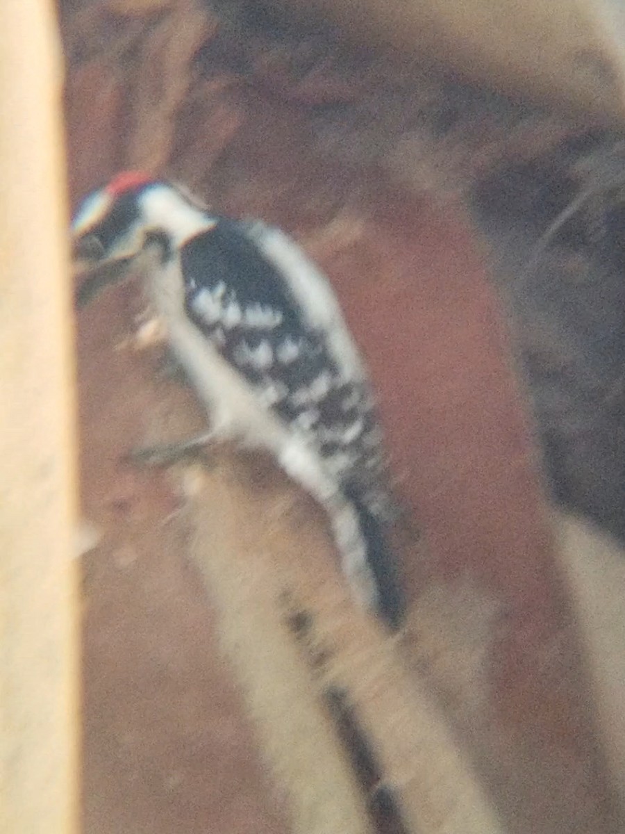 Downy Woodpecker - ML156305961