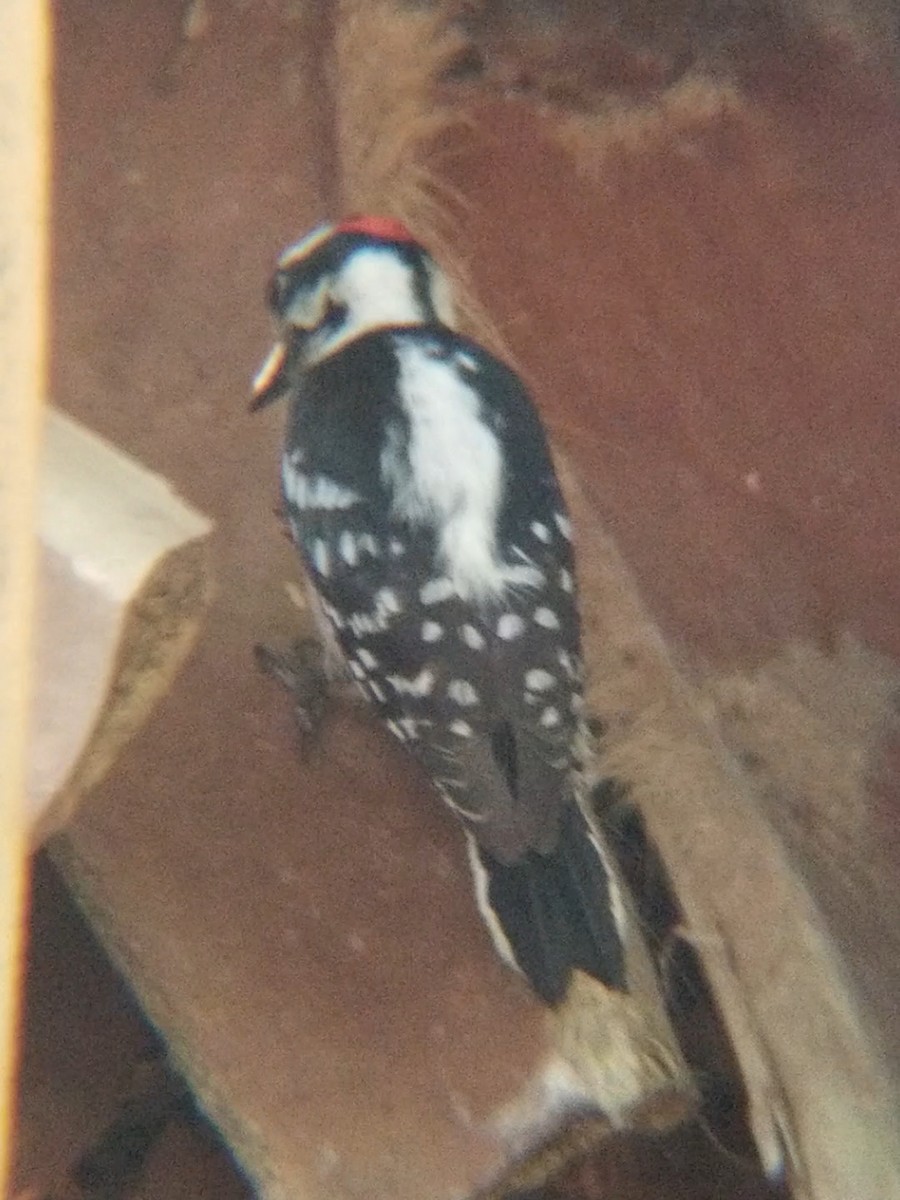 Downy Woodpecker - ML156306021