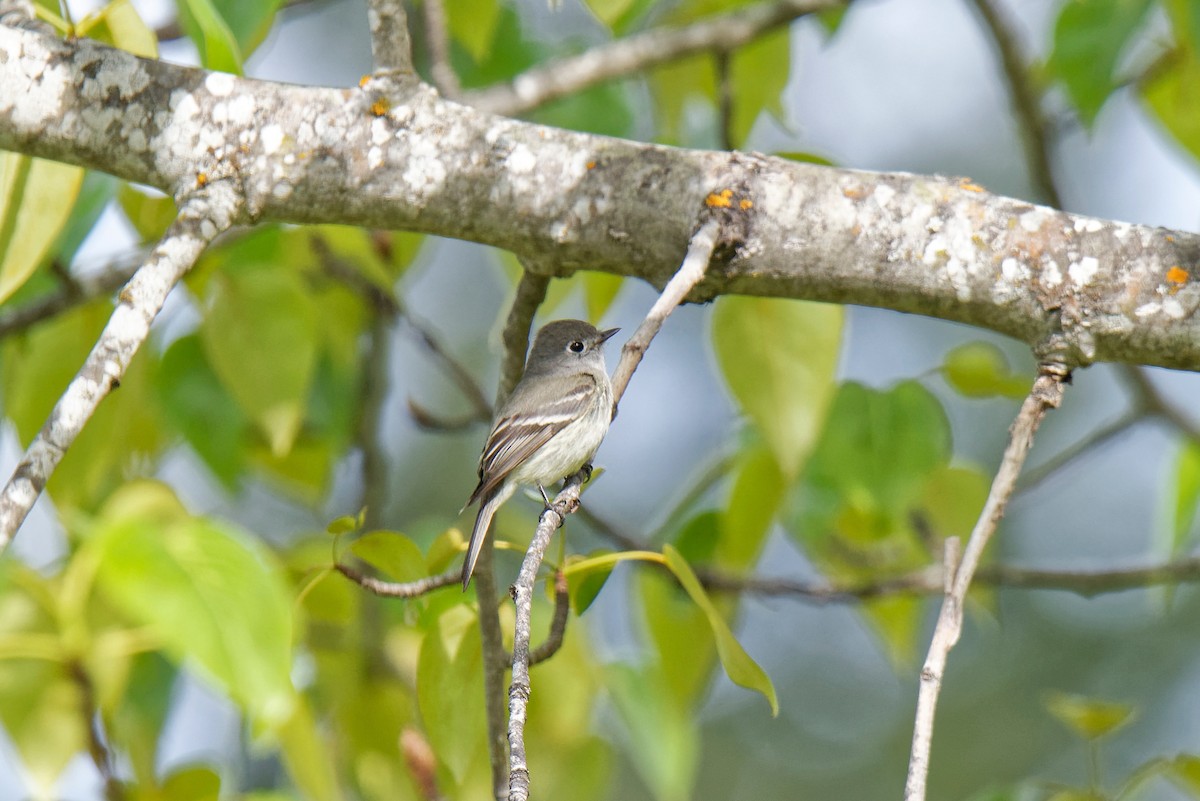 Hammond's Flycatcher - ML156306151