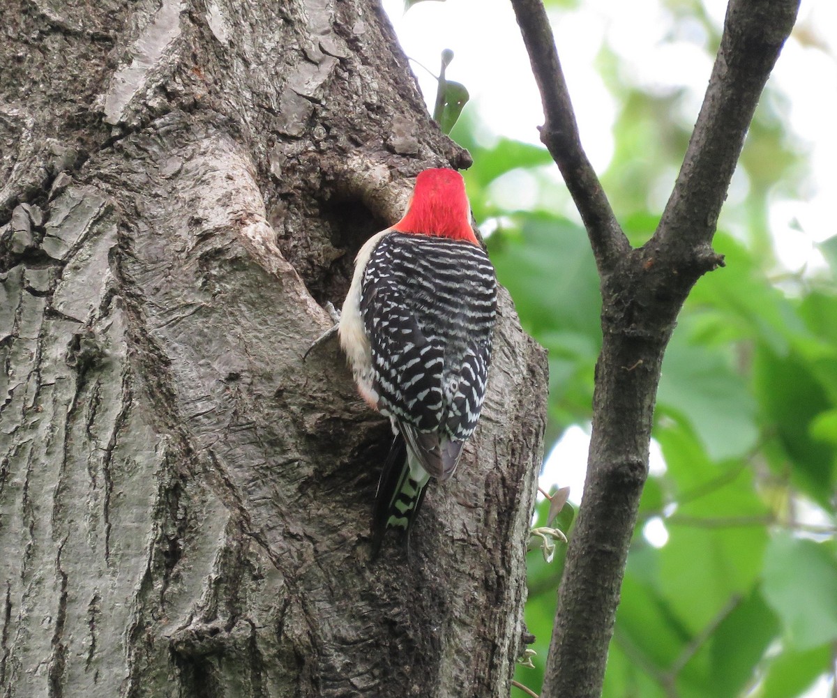Red-bellied Woodpecker - ML156306161