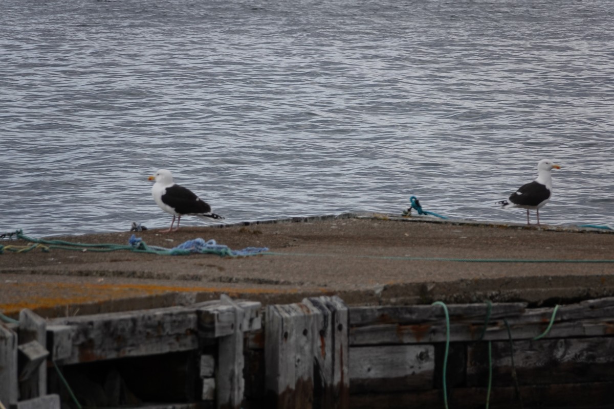 Great Black-backed Gull - ML156306991