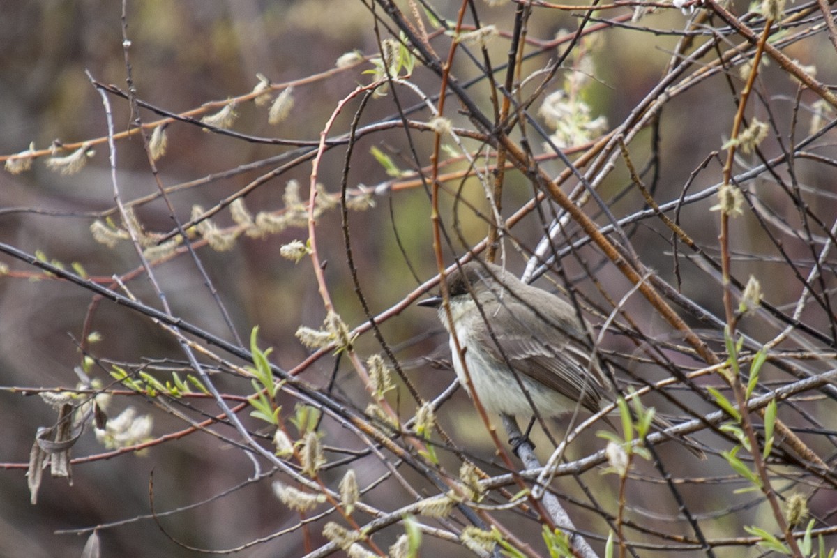 Eastern Phoebe - ML156307231