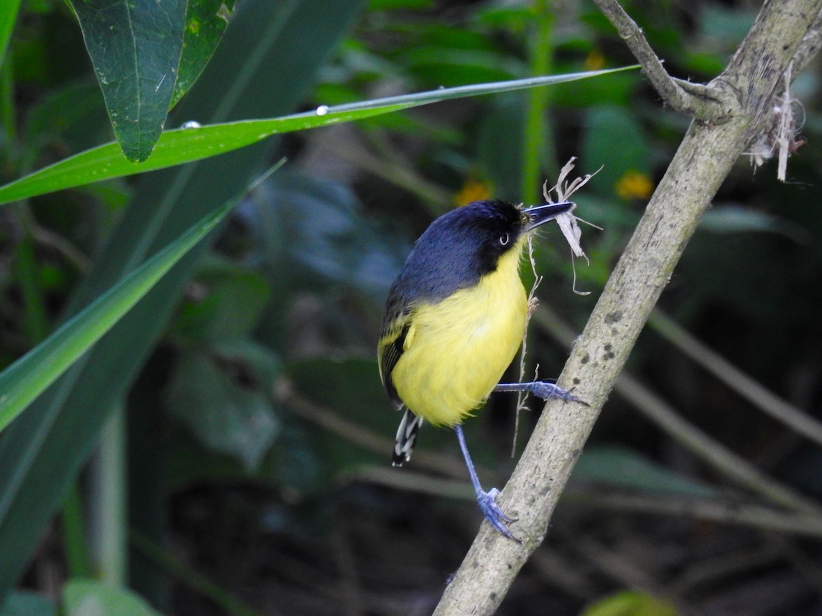 Titirijí Común - ML156308831