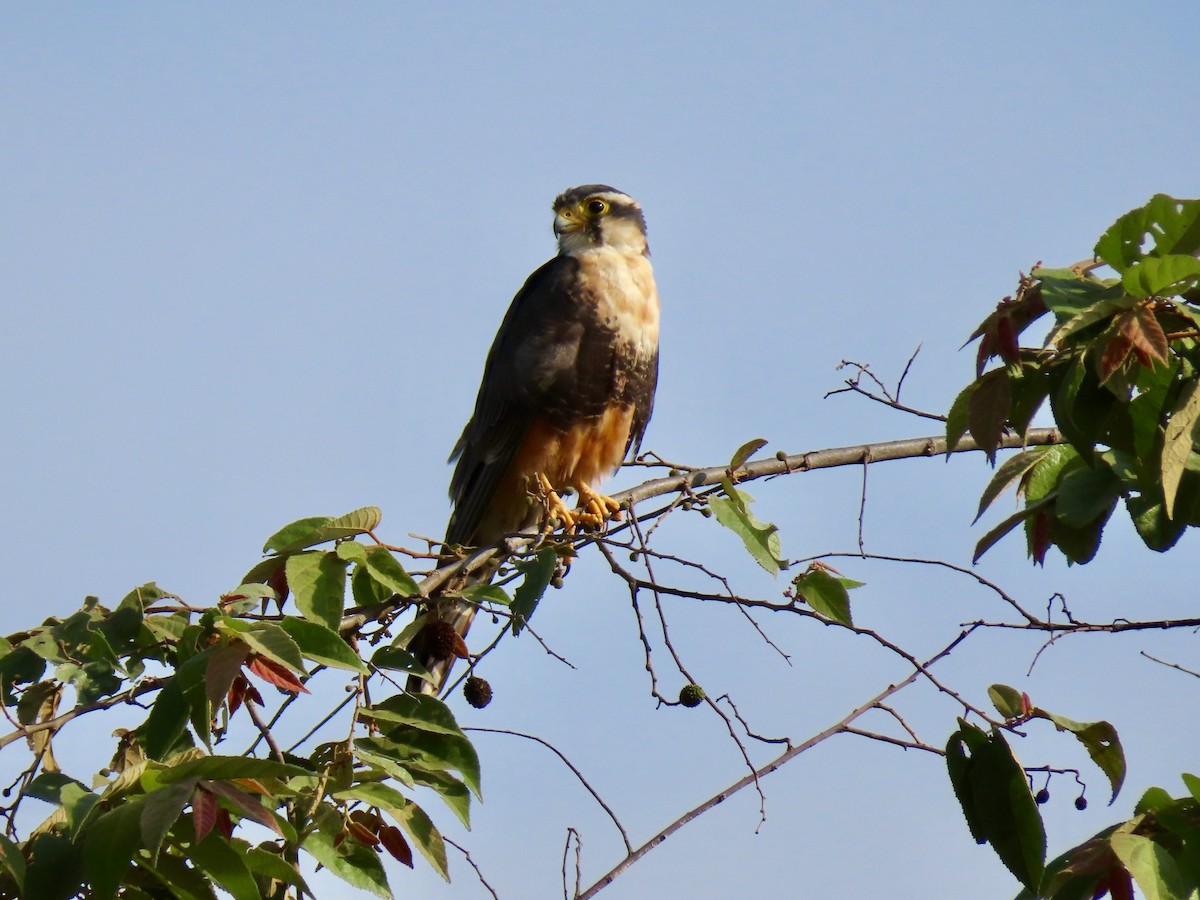 Halcón Aleto - ML156309371